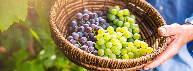 Holding basket of grapes